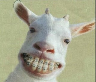http://www.depressedfan.com/assets_c/2009/12/GoatBraces113009-thumb-320x274-11505-thumb-320x274-11506-thumb-320x274-11572-thumb-320x274-11673.jpg